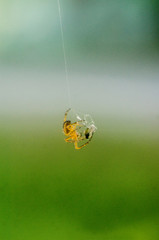 spider on the web, spider close-up, wallpaper with a spider on an abstract green background