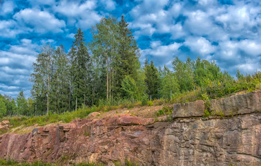 trees growing on stones