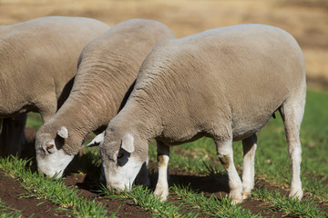Obraz na płótnie Canvas Dormer sheep on farm