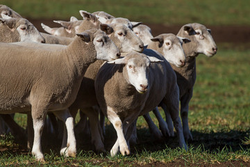 Dormer sheep on farm