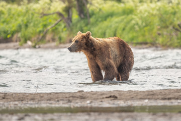 Ruling the landscape, brown bears of Kamchatka (Ursus arctos beringianus)