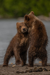 Obraz premium Ruling the landscape, brown bears of Kamchatka (Ursus arctos beringianus)