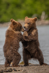 Ruling the landscape, brown bears of Kamchatka (Ursus arctos beringianus) © vaclav