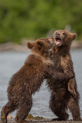 Ruling the landscape, brown bears of Kamchatka (Ursus arctos beringianus)