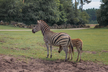 Fototapeta na wymiar Chapman's zebra, Equus quagga chapmani, plains zebra with pattern of black and white stripes. Zebra with baby graze in the meadow