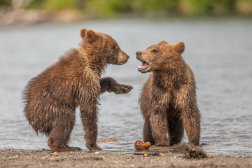 Obraz premium Ruling the landscape, brown bears of Kamchatka (Ursus arctos beringianus)