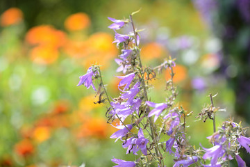 Garden bell perennial in the summer garden lit by the bright sun close-up