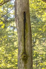 Bat colony in tree