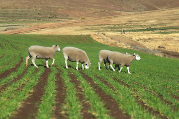 Dormer sheep on farm