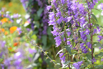 Obraz premium Garden bell perennial in the summer garden lit by the bright sun close-up