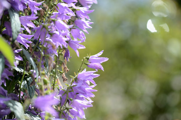 Garden bell perennial in the summer garden lit by the bright sun close-up