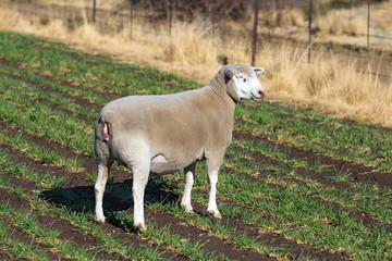 Dormer sheep on farm