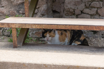 Three-color cat is hiding under the stairs.