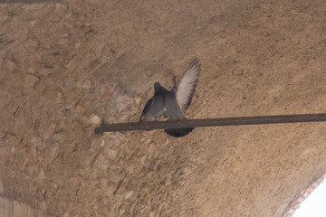 Two doves are sitting on a crossbar.