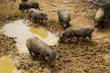Free-range pigs, roaming about in mud