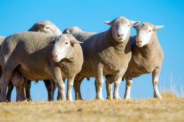 Dormer sheep on farm