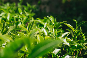 Fresh tea  leaves.