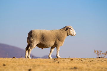 Obraz premium Dormer sheep on farm