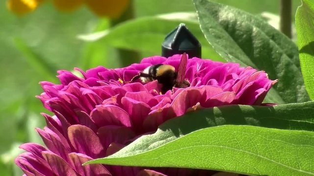 Eine Hummel auf Kurzbesuch auf einer Zinnienbl&uuml;te