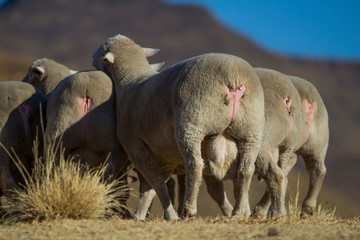 Fototapeta premium Dormer sheep on farm