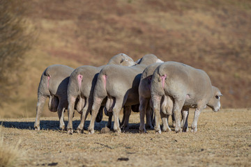 Dormer sheep on farm