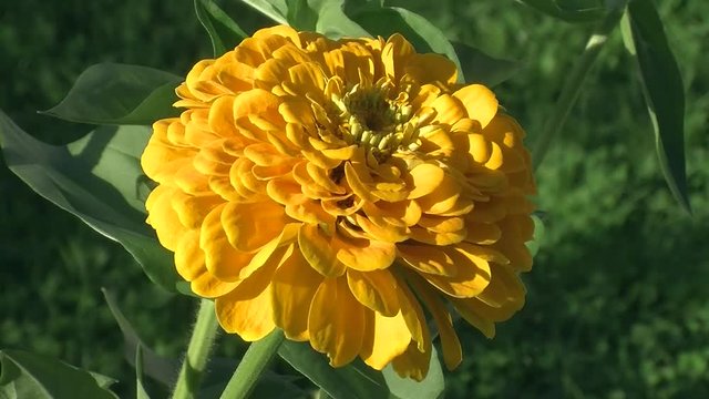 Eine gelbe Zinnienbl&uuml;te wiegt sich im Wind