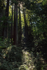 magical morning light shining down in ferns in castle rock state park