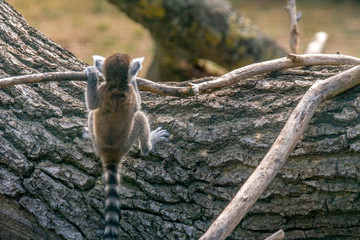 cuddly cute lemur monkey