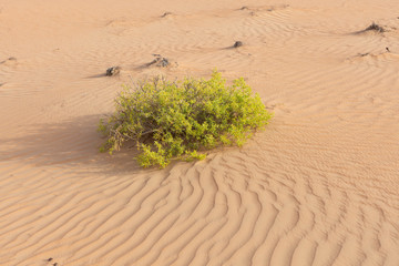 Strauch in der arabischen Sandwüste