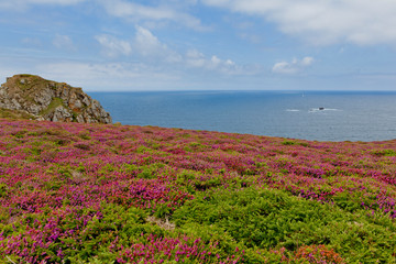 blooming wildflowers on the Atlantic coast of Brittany called Pointe du Raz