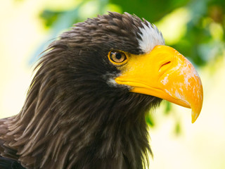 Aigle