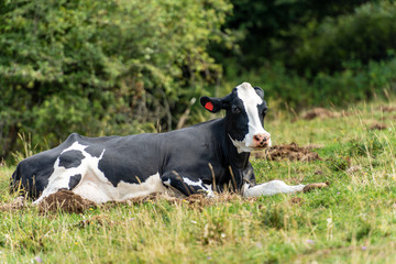 Black and white dairy cow relaxing in the grass - Italian Alps