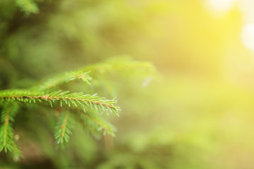 Branch of Green fir outdoor closeup. Christmas tree. Holiday blurred background, wallpaper, abstract backdrop concept