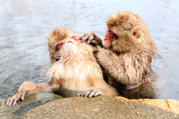 Obraz premium Snow monkey (Macaca fuscata) from Jigokudani Monkey Park in Japan, Nagano Prefecture. Cute Japanese macaque sitting in a hot spring.