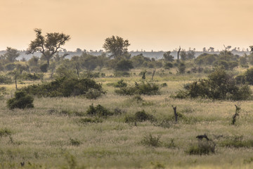 Fototapeta na wymiar Savanna bushveld plain