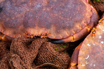 Un crabe tourteau sur un étalage d'un marché en bretagne