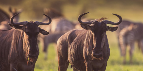 Common Wildebeest herd grazing