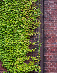 The brick wall and green ivy leaves