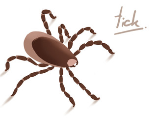 Encephalitis or Lyme Virus Infected tick insect drawing on white background