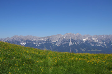 Beautiful meadow with wildflowers and view to the Kaiser Mountains (Wilder Kaiser), Tyrol - Austria