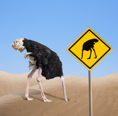 ostrich with head hidden in sand with warning traffic sign - obrazy, fototapety, plakaty