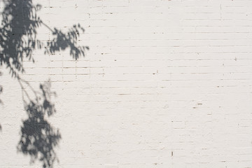 The brick wall is painted white with the shade of the leaf tree