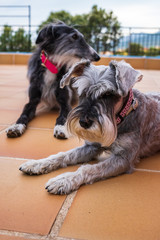 A portrait of a black greyhound and grey miniature schnauzer