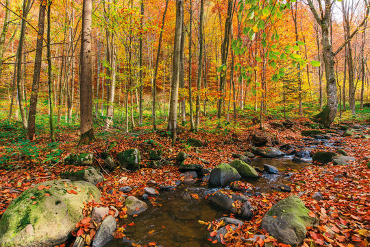 small water stream in forest. beautiful autumn nature scenery. ground covered with fallen red foliage among mossy rocks. melancholic vibes concept