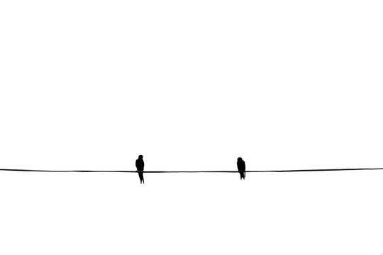 Alone birds on a wire, two birds is on the electric cable, isolated