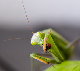 Praying mantis eating a fly