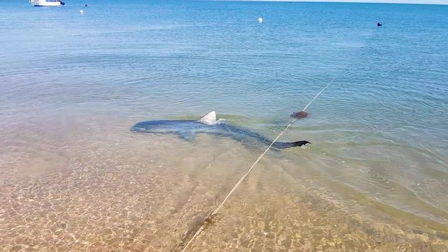 Scary tiger shark swims up into extremely shallow clear water near waterline on sandy beach.