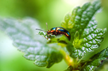 firefly beetle in nature, firefly, beetle