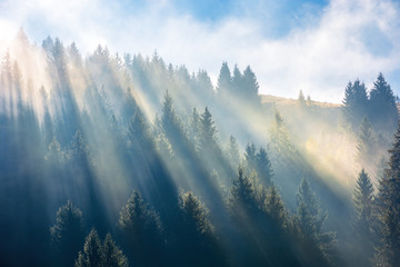 zonlicht door mist en wolken boven het bos. sparren op de heuvel van onderaf bekeken. fantastisch natuurlandschap. ochtend motivatie concept