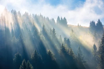Garden poster Morning with fog sun light through fog and clouds above the forest. spruce trees on the hill viewed from below. fantastic nature scenery. morning motivation concept